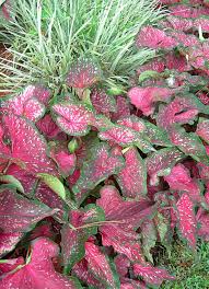 We did not find results for: Gardening Tips For A Florida Summer