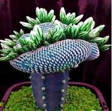 Raising cactus plants, or cacti, from seed is simple and rewarding. 1 Bag 50pcs African Seeds Cactus Succulent Plant Tree Purify Air Bonsai Decor Planting Succulents Trees To Plant Cactus Seeds