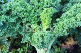 Bildergebnis für grünkohl pflanzen