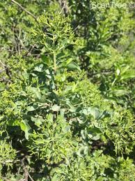 Image result for Nuxia congesta