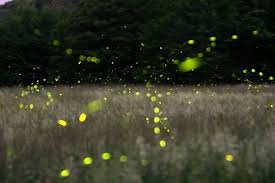 West Virginia Fireflies We Call Them Lightening Bugs West Virginia Firefly Travel Spot