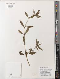 Image result for Spermacoce ocymoides