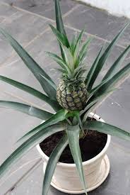 You Probably Had No Idea How Some Of Your Favorite Fruits Vegetables And Spices Grow Pineapple Planting Plants Organic Vegetable Garden