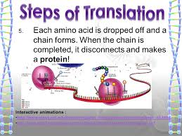 Transcription And Translation Ppt Video Online Download