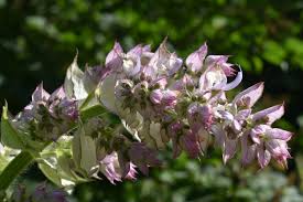 Image result for Salvia sclarea