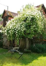 Nostalgische Wascheleine Aus Holz Selbstgemacht Garten Rosengarten Und Rosen