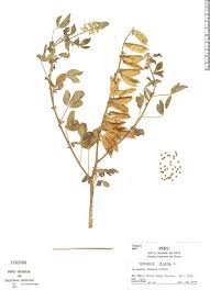 Image result for Crotalaria incana