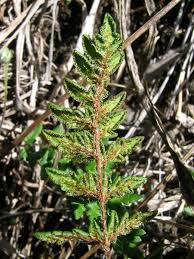 Image result for Cheilanthes perlanata