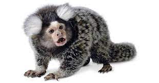 Learn Interesting Information For Kids About New World Monkeys Find Out More About What New World Monkeys Are And Improve New World Monkey New World Primates