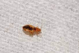 London has quite a bed bug problem because of the high turnover of people, the high amount of travelling if pests return between treatments, we will return at no extra cost. Bed Bug Control London Fast Working Bed Bug Heat Treatment Pest Exterminators