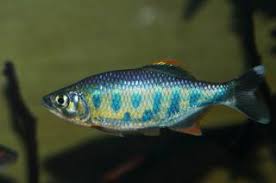 Orange fin hill trout aka barilius ardens. Www Zootierliste De