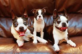'best boston terrier breeders in washington', 'washington boston terrier breeders', 'boston terrier breeders in (wa)' this is a good place to start and hopefully our breeder directory will help you find a breeder. Winnie The Boston Terrier Puppy