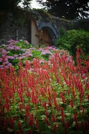 Image result for Ecbolium amplexicaule