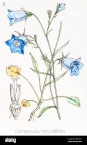 Image result for Commiphora mombassensis