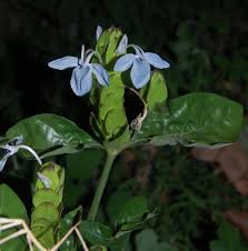 Image result for Ecbolium hastatum