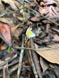 Image result for Didymoplexis