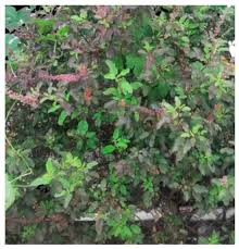 Image result for Ocimum angustifolium