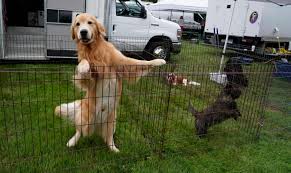 The 2021 westminster dog show will be staged over two days, saturday, june 12 and sunday, june 13, at the new location of lyndhurst, national historic trust, tarrytown, new york. Y2150wkoia85pm