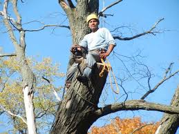 Maybe you would like to learn more about one of these? Eddie S Landscaping 4617 S Il 47 Woodstock Il 60098 Usa