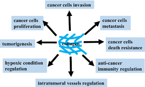 In order for these defects to. The Role Of Collagen In Cancer From Bench To Bedside Journal Of Translational Medicine Full Text