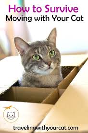 How To Survive Moving With Your Cat Cats Dancing Cat Long Cat