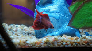 Betta bowls, vases and tiny aquariums are still sold on a large scale, which means many unfortunate bettas die a premature death due to bad. Can You Keep A Betta In A Vase How To Make It Work Betta Care Fish Guide