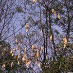 Image result for Albizia tanganyicensis