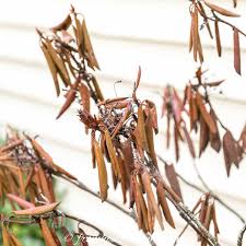 From a technical standpoint, rhododendron flowers are bell shaped and have ten or more stamens, while azalea blooms are typically funnel shaped and have five stamens. Rhododendron Problems What S Wrong With My Rhododendron Gardening From House To Home