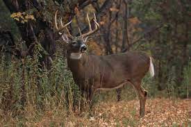 Find the best whitetail deer backgrounds on wallpapertag. Whitetail Deer Wallpaper Snow Pictures 4244x2828 Download Hd Wallpaper Wallpapertip
