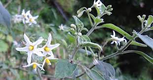 Image result for Solanum chenopodioides