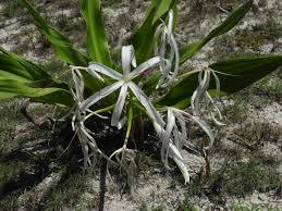 Image result for Crinum asiaticum