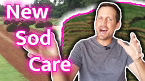 Nov 18, 2020 · clear the new location of vegetation, mix some compost into the topsoil, and wet it thoroughly. Lawn Care For New Sod How To Water Mow Fertilize Kill Weeds In New Lawn What To Expect Youtube