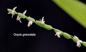 Image result for Oryza