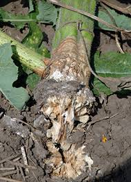 Image result for Sclerocroton