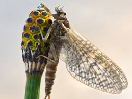 But some of them, called probiotics, are actually good bacteria are bad, right? Insects 1 Quiz Identification Of British Insects From Ants To Bees