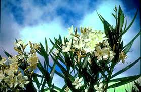 There is a general thought that 0.005% of an animal's weight in dry leaves of the plant. Plants Poisonous To Livestock Animal Science Cornell University