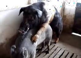 Drôle d'idée que de ce faire lécher la chatte par un petit cochon!! Des Films De Cul Zoophiles Avec Des Cochons Et Des Jeunes Zoophiles De 18 Ans Et Plus Des Milfs Des Menageres Et Bien Plus