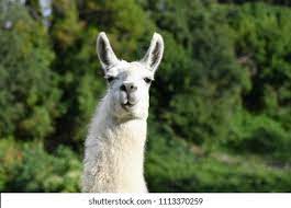 Retrato De Una Llama Blanca Sobre Foto De Stock Editar Ahora 1113370259