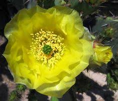 Home depot stores & openning hours in cave creek. 23 Cactus Etc Ideas Cactus Plants Prickly Pear