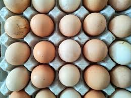 Je nach rasse legen hühner eine andere anzahl eier im jahr. So Legen Huhner Auch Im Winter Taglich Noch Ein Ei