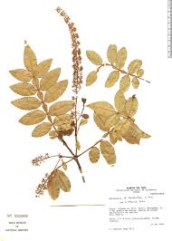 Image result for Cunoniaceae