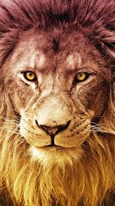 Enjoy our curated selection of 1431 lion wallpapers and backgrounds. Lion Wallpaper For Jio Phone 1080p Hd Best Jio Phone Wallpapers 15 August 2021