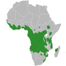 Image result for Baphia multiflora