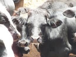 We did not find results for: Hypersalivation From Vetlexicon Definitive Veterinary Intelligence