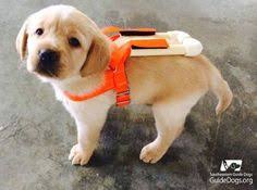 See posts, photos and more on facebook. 25 Guide Dogs Rule Ideas Guide Dog Dogs Dog Rules