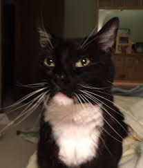 What is revolution for cats? Revolution For Cats 5 1 15 Lbs 1 Dose Entirelypets Rx