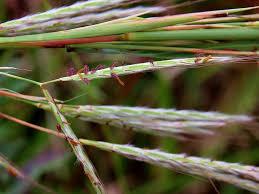 Image result for Andropogon gayanus