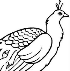 Sketsa gambar apel untuk kolase. Kumpulan Gambar Burung Merak Untuk Kolase Terbaik Gambar Hewan