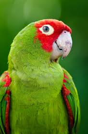 Follow This Stay Healthy Plan For Your Pet Bird Pet Birds By Lafeber Co Pet Birds Parrot Parrot Pet