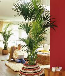 Mit über 18.000 verschiedenen pflanzenarten zählt er zu den größten botanischen gärten der welt • impressum: Die Schonsten Palmenarten Living At Home